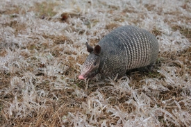 Nine banded armadillo walking on ice covered grass