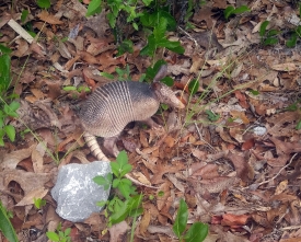 Nine Banded Armadillos are nocturnal 