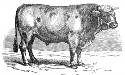 norman bull illustration