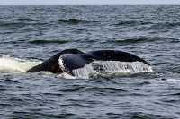 north Atlantic humpback whale