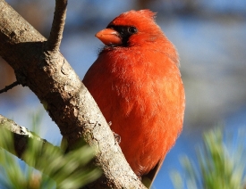 Northern Cardinal male on tree branch
