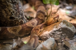 northern copperhead snake photo 
