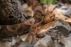 northern copperhead snake photo