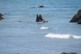 Northern elephant seal swimming along Central California Coast