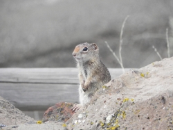 Northern Idaho Ground Squirrel 