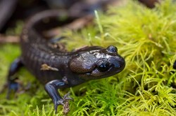 Northwestern Salamander on moss