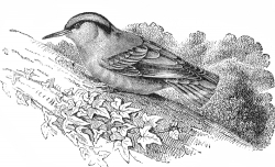 nuthatch bird illustration