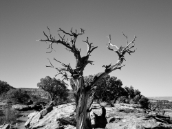 old-tree-at-colorado-national-monument