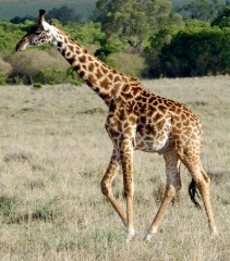 one reticulated giraffes wildlife in grasslands kenya picture