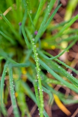 onions in garden with dew on leaf