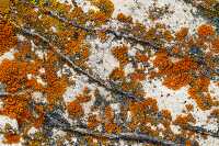 orange red lichen on rock