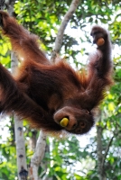 Orangutan Sanctuary Borneo Image 1720A