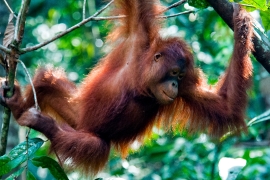 Orangutan Sanctuary Borneo Image 1758