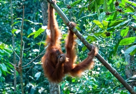 Orangutan Sanctuary Borneo Image 1763