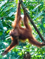 Orangutan Sanctuary Borneo Image 1784