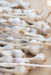 Organic garlic for sale at outdoor Farmers Market