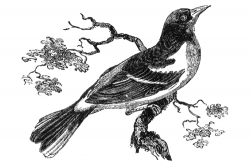 oriole engraved bird illustration