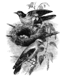 oriole nest bird illustration