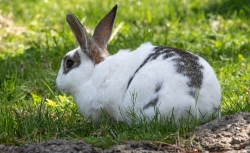 oryctolagus cuniculus domestic rabbit photo