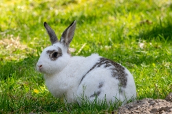 oryctolagus cuniculus domestic rabbit photo