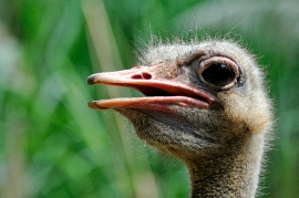 Ostrich Close Up Photo Image 8855A