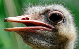 Ostrich Close Up Photo Image 8855B