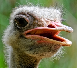 Ostrich Close Up Photo Image 8881A
