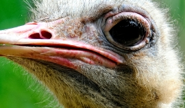 Ostrich Close Up Photo Image 8886B