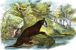 Otter On Rock Eating Fish Color Illustration