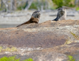 Otters at Sedge Bay