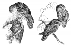 owl bird illustration