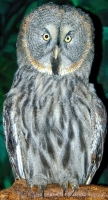 owl singapore 8673