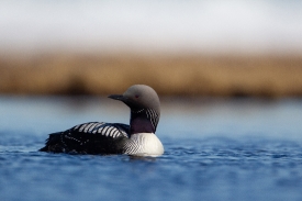 pacific loon