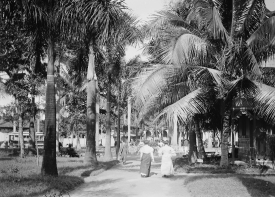 palm trees havana cuba
