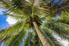 Palm trees on Harvest Farm florida