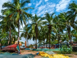 Palm Trees on the Beach Goa India 325