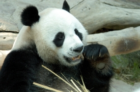 panda at zoo in thailand_0113