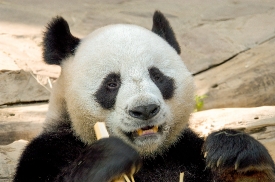 panda gnawing on piece of wood