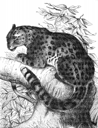 panther illustration
