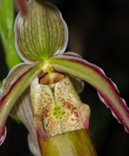 Paphiopedilum orchid photo