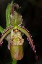 Paphiopedilum orchid photo
