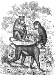 papio baboon illustration