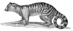 paradoxurus civet illustration