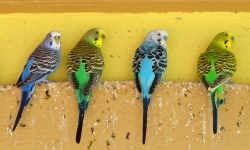 Parakeets on a wall