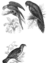 parrot engraved bird illustration
