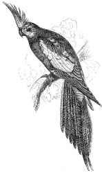 parrot on a tree branch engraved bird illustration