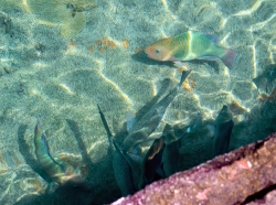 Parrotfish and Mangrove Snapper florida