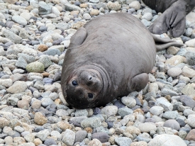 partially molted weaned elepant seal pup