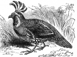 partridge bird engraved illustration