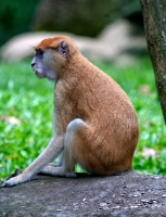 Patas Monkey Photo Image 7963